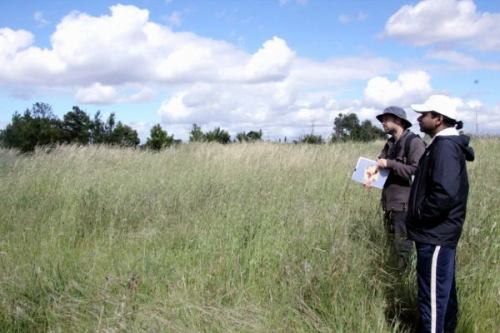 Inspecting the grasslands
